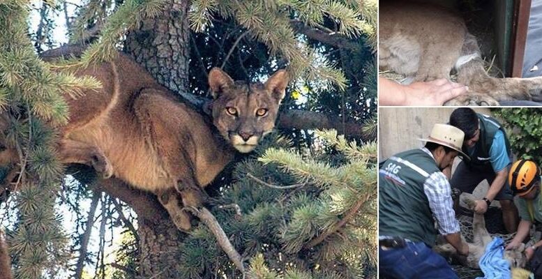 Zoo workers rescue puma in Santiago de Chile (VIDEO)