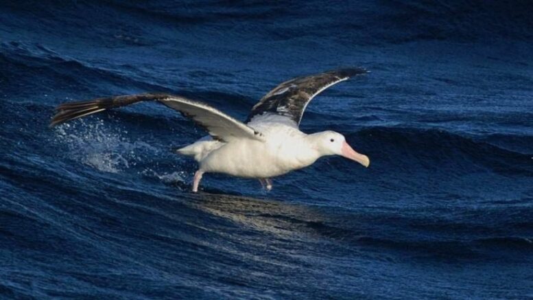 Chile creates new 150,000 sq km marine protected area