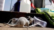 Chile confirms first hantavirus case in 2019