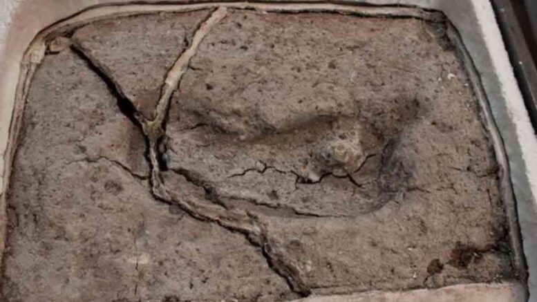 South America’s oldest ever footprint discovered in southern Chile