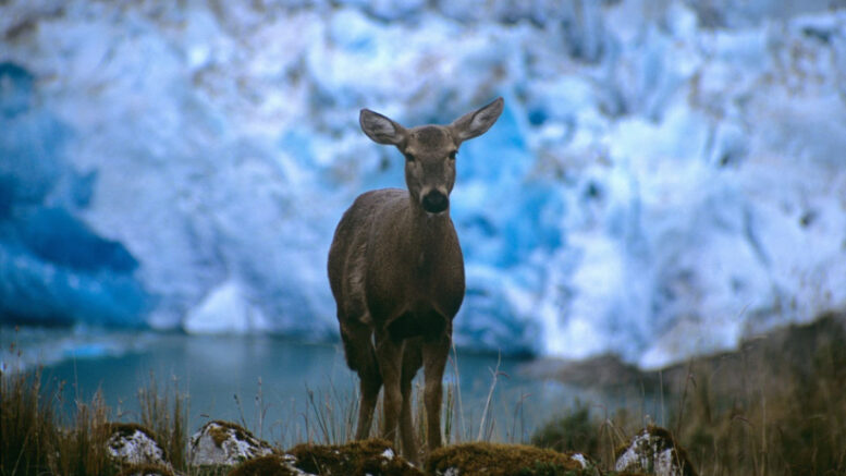 Chile trying to recover its national animal, the shy Huemul deer