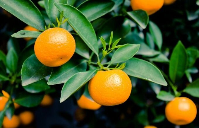 China allows citrus exports from Chile