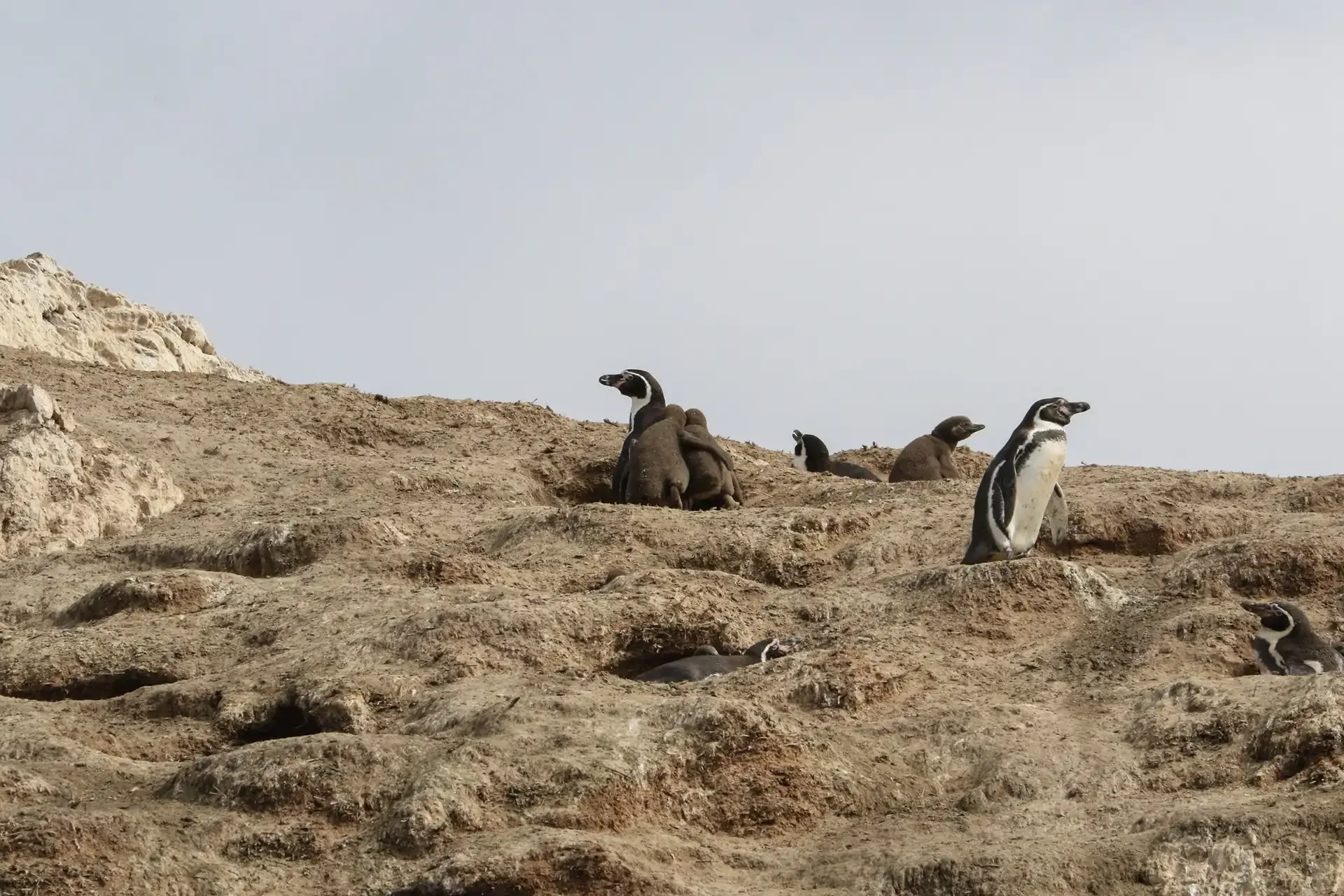 Pingüinos de Humboldt