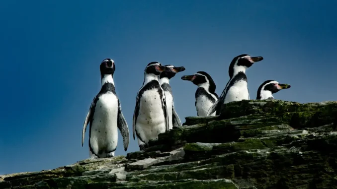 Pingüinos de Humboldt @César Villarroel- Greenpeace Pingüinos de Humboldt
