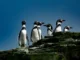 Pingüinos de Humboldt