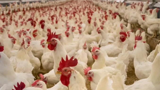 Avian Influenza Outbreak in Brazil Triggers Regional Trade Disruptions, Paraguay Issues Sanitary Alert