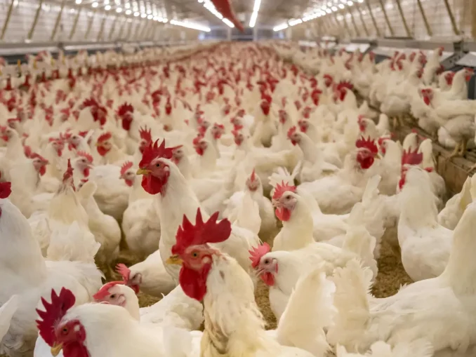 Avian Influenza Outbreak in Brazil Triggers Regional Trade Disruptions, Paraguay Issues Sanitary Alert