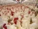 Avian Influenza Outbreak in Brazil Triggers Regional Trade Disruptions, Paraguay Issues Sanitary Alert